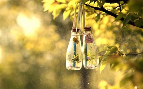 猜谜语题目:十分实在《打一个植物学词》