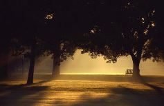 园林三月风兼雨_桃李飘零扫地空_唯有此花偏耐久_绿枝又放数枝红《猜一植物》