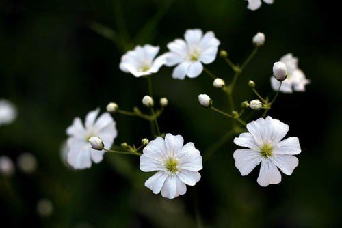 猜谜语题目:群众的眼睛是雪亮的《打一个人名》