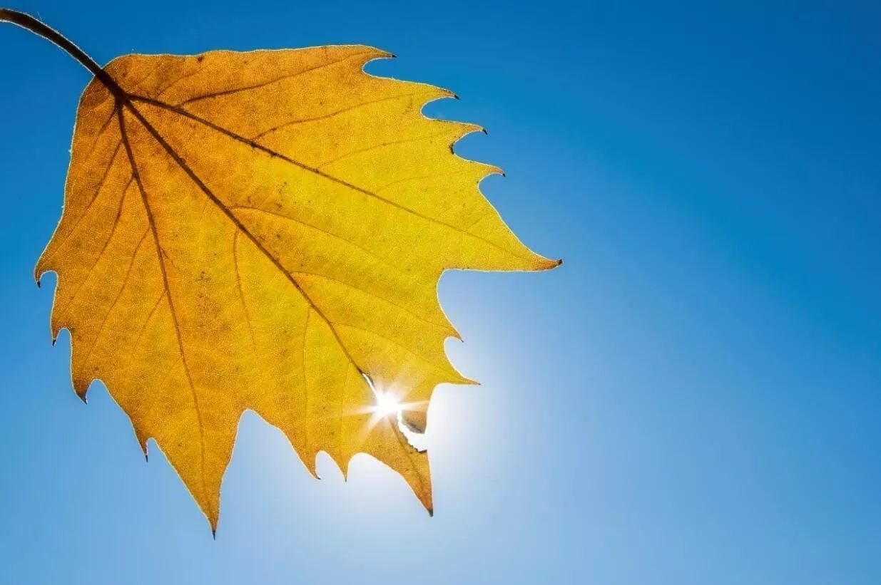 亲人盼我快些醒,仇人怕我睡不熟,百兽尊我为大王,好汉怕我一声吼《打一个动物》