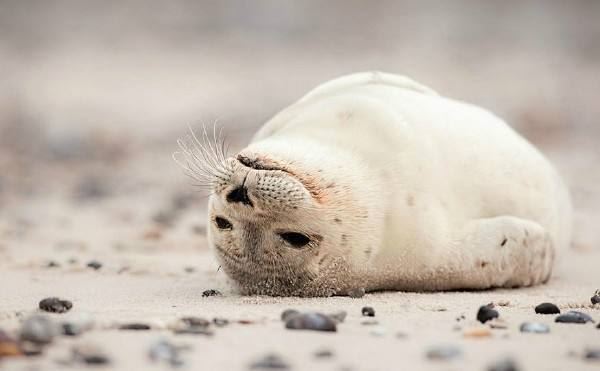 一只没脚鸡_立着从不啼-吃水不吃米_客来敬个礼《猜一日常用品》