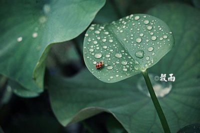 神州虎坛盛况空前 《毛泽东诗词一》