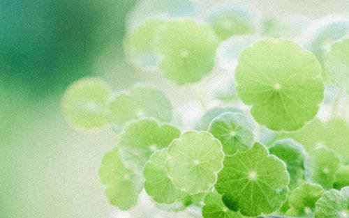 余霞半落荡秋千　《猜外影目一》