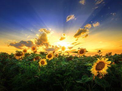 棋艺日精 《《西厢记》句一》