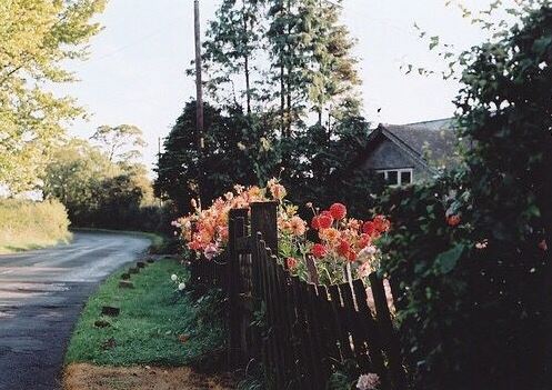 身体长又长_开花黄又黄_ 脸蛋儿象太阳_籽儿香又香《猜一植物》