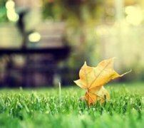 尽美矣《猜一动物名》