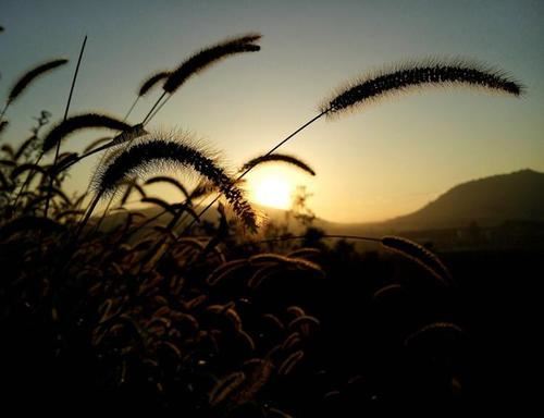一念之间_会失晚节 《植物》