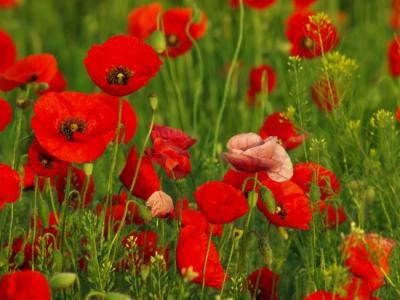 一夜风流　《猜4字围棋用语》