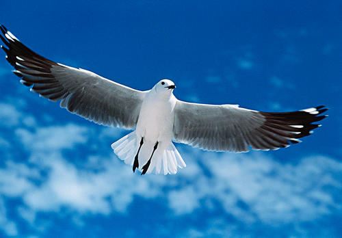 龙王到处雨倾盆　《猜成语》