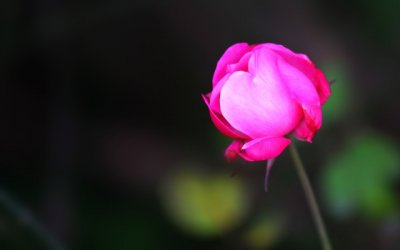 无花无酒过清明　《猜成语》