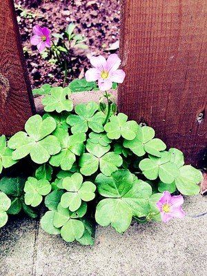 狠得他爆躁如雷_掣铁棒_劈头便打 《打一成语》