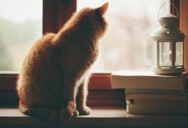 大姐天天花园转_二姐唱歌夜黑天_三姐织布到天亮_四妹做饭香又甜-　《猜动物