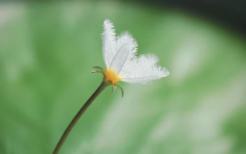 生日逢春迎夫归《猜一字谜》