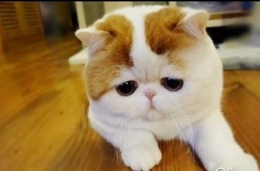 谜底正是陈后主 《五画单字》