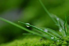 而立之年可求变 《茶名》