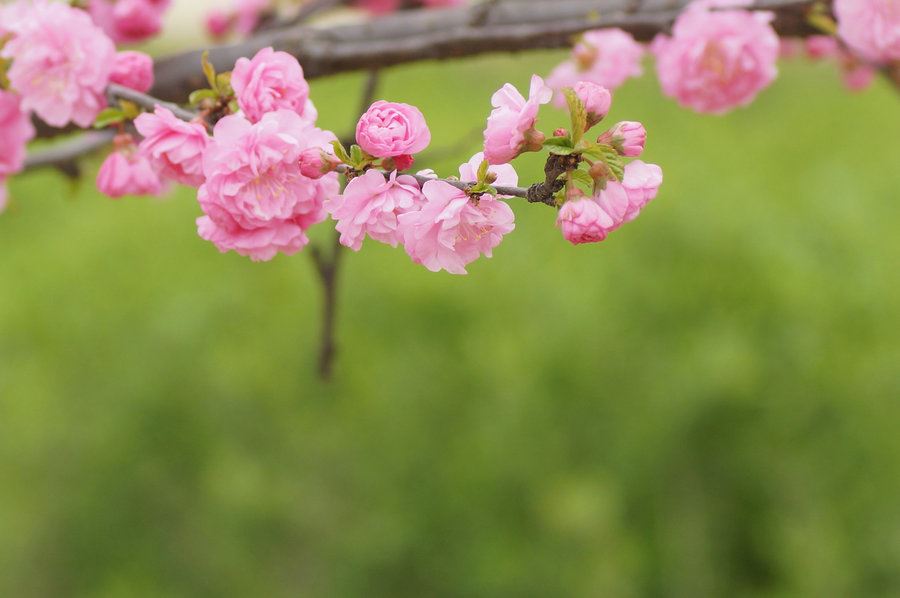 “敖丙尸分九湾河” 《食品冠产地_2+2》