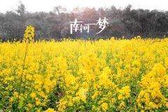 衰草残阳天尽处_竹林半掩寺门中 《宋词一句》