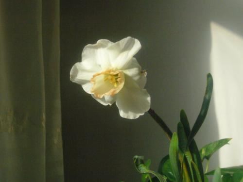 “尾生抱柱甘同命” 《三字红楼梦诗词》