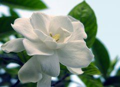 先被臭虫咬_又被蚊子盯 《金人》