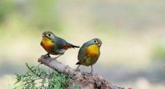 此人虽十分了得_打架却稀疏平常-　《猜泊号连泊人》