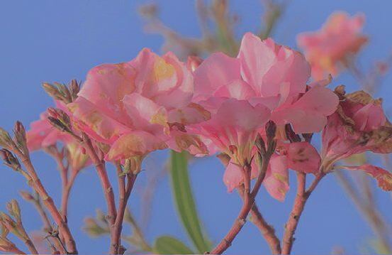 三妻四妾 《词曲牌》