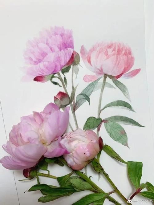 察言观色·摘匾格《打一个植物》