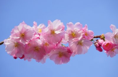 找个姑娘作偏房 《离合字》