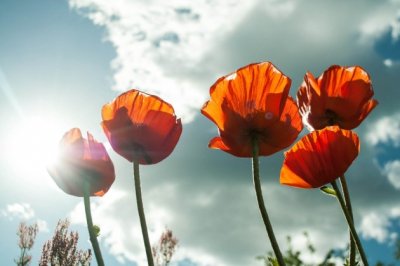 猜谜语题目:美梦《打一个成语》