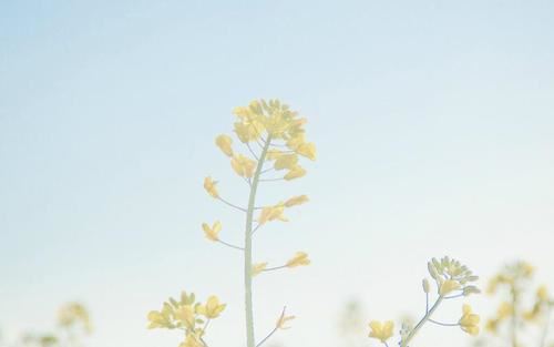 起死回生 《中国影目一》