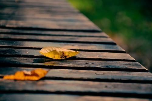 寨主妻《猜一成语》