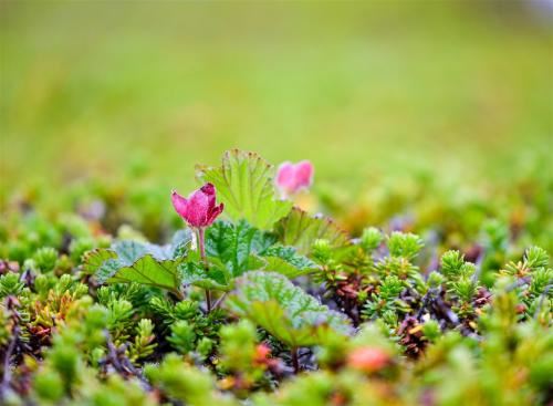 “未及款茶待茗_先求握云携雨” 《软件名》
