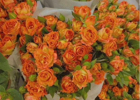 “遂教方士殷勤觅” 《电视用语》