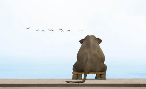 驼背老公公_胡子毛烘烘_热火锅里去洗澡_青袍换成大给红袍-《猜一动物》