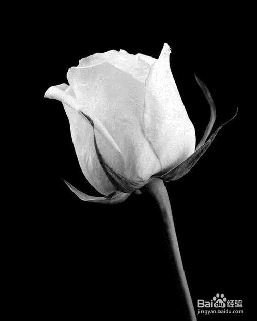 朝三暮四　《猜诗经一句》