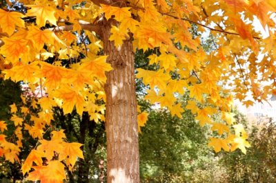 猜谜语题目:何谓五岳《打一个辽宁地名》