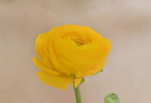 有缺点要克服 《藏县二_卷帘格》