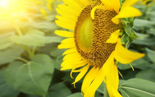 了解《左传》_从作者谈起 《列人》