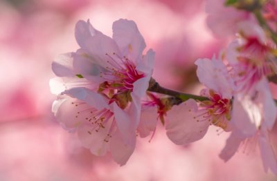 此法奏效 《围棋手》