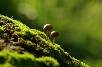 我放二鸟出囚笼《猜一动物名》