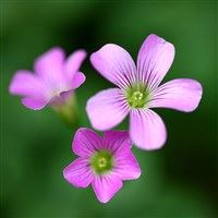 “策杖林西日斜” 《草药名/2字》