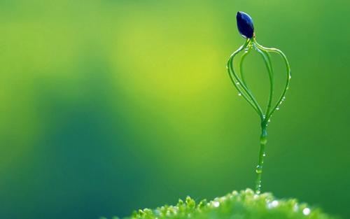 几度明月升_双随风飘去 《经济名词》