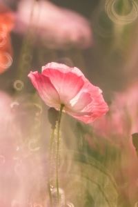 只许单线联系 《古代文学作品一》