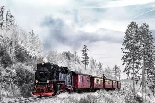 皮肉粗糙手拿针_悬岩绝壁扎下根_一年四季永长青_昂首挺立伴风云-《猜一植物》