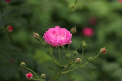 鸾柱留镜饰玉钩 《体育机构简称》