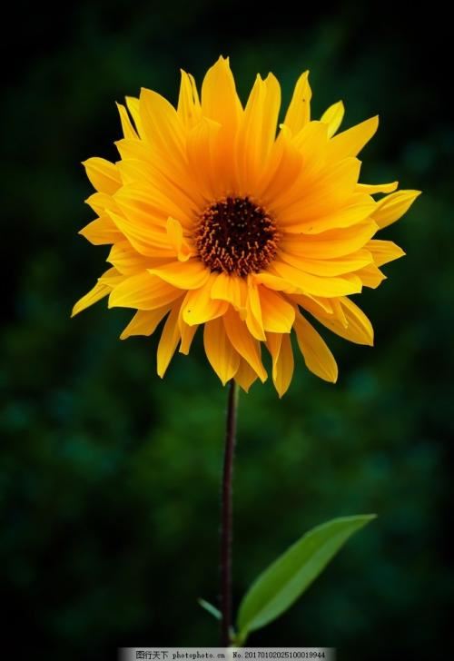 “脸如莲萼_分明卓氏文君；唇似樱桃_何减白家樊素” 《奥运选