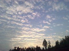 “我比杨花更飘荡” 《乒乓球运动员》