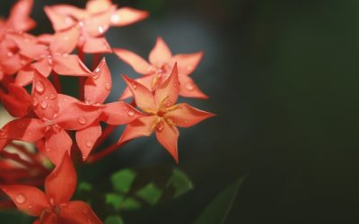 卷帘将独据流沙河 《环保词语一》