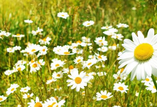 死因解析 《《捕蛇者说》句》