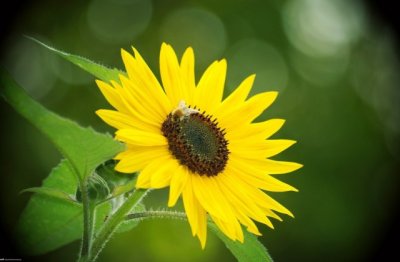 为人正直可依靠 《打一字》