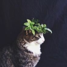 大石压死蟹《猜一成语》